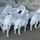 غنم حريات خلفات ودفيع