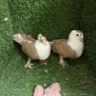 حمام لبناني