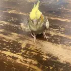 ببغاء