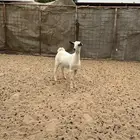 جفره بيشي العمر 4 شهور