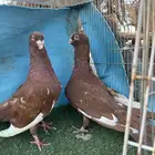 حمام شامي
