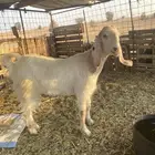 عنز. ثنيه