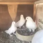 صنعاوي بولده