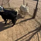 شياه حريات مضاريع ومعزاء