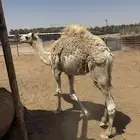قعود