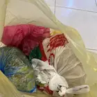 رز مجمد أعلاف للطيور