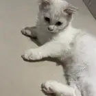 قطط للتبني