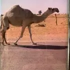 للبيع ناقه كفو ثنو لها حول 8باللقاح