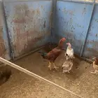 دجاج للبيع
