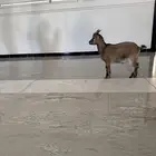 تيس قزم