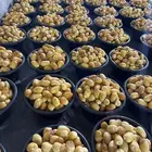 خلاص الحوطه درجه أولى