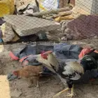ديك وا دجاجة