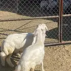 رخال صنف فاخر