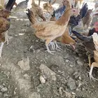 تم البيع الله يبارك لرعيه