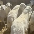 طليان جبره ذبائح العمر من 7شهور الي 9شهور الشحم فل الفل