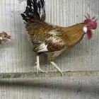 ديك بلدي حبتين البيع مستعجل