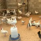 بيض دجاج فيومي المنيم وشبابي مخصب