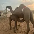 خلفه شعلا مناح وبداوه كفو