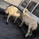 للبيع اثنين فران بلدي صحتها شرط العمر من شهرين الى ثلاثه شه