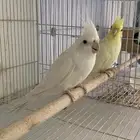 زوج كروان للبيع