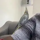 بيع كروان ذكر ب 280