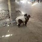 خرفان للبيع