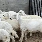 رخال صنف الصنف