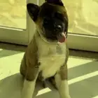 كلب American Akita