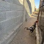 ديك فارسي