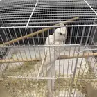 طير كروان البينو