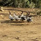 طيور وز بلدي للبيع شرط