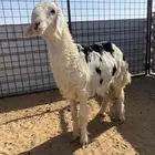 طلي نجدي طيب