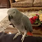 بغبغاء كاسكو