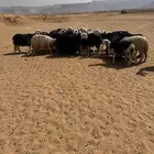 غنم نجد عدد 35متابيع 12 تحتها 16