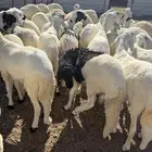 سواكن مرابي