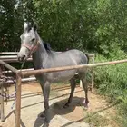 مهره شعبيه العمر سنه ونص للبيع التواصل واتس فقط