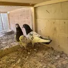 جوز تيدي مستوى طيب