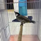 بلبول نص تربيه