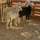 رخال سمان ونظاف العمر من شهرين لحد4 شهور