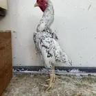 ديوك كوشامو