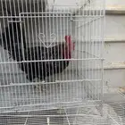 دجاج بلدي