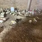 صيصاان دجاج