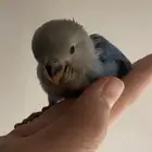 فرخ روز بدايه فطام