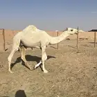 قعود رماني مفرود
