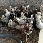 صوص عربي ماكنتوش و بوران