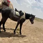 اللبيع الحصان عمره حول 3 او  4 سنوات على جميع الشروط عربي