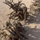 خياش طيبه للبيع 45k