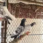 اجواز حمام باكستاني