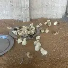 دجاج لوهمان