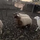 خرفان نعيمي